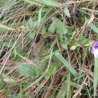 Torenia cyanea Alston